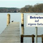 ein Stockenten- Erpel auf der Brücke, "keine Angst, mir passiert schon nichts".