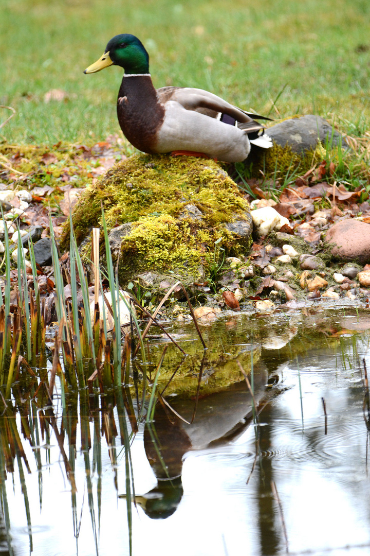 Ein Stockentenerpel präsentiert sich an meinem Teich