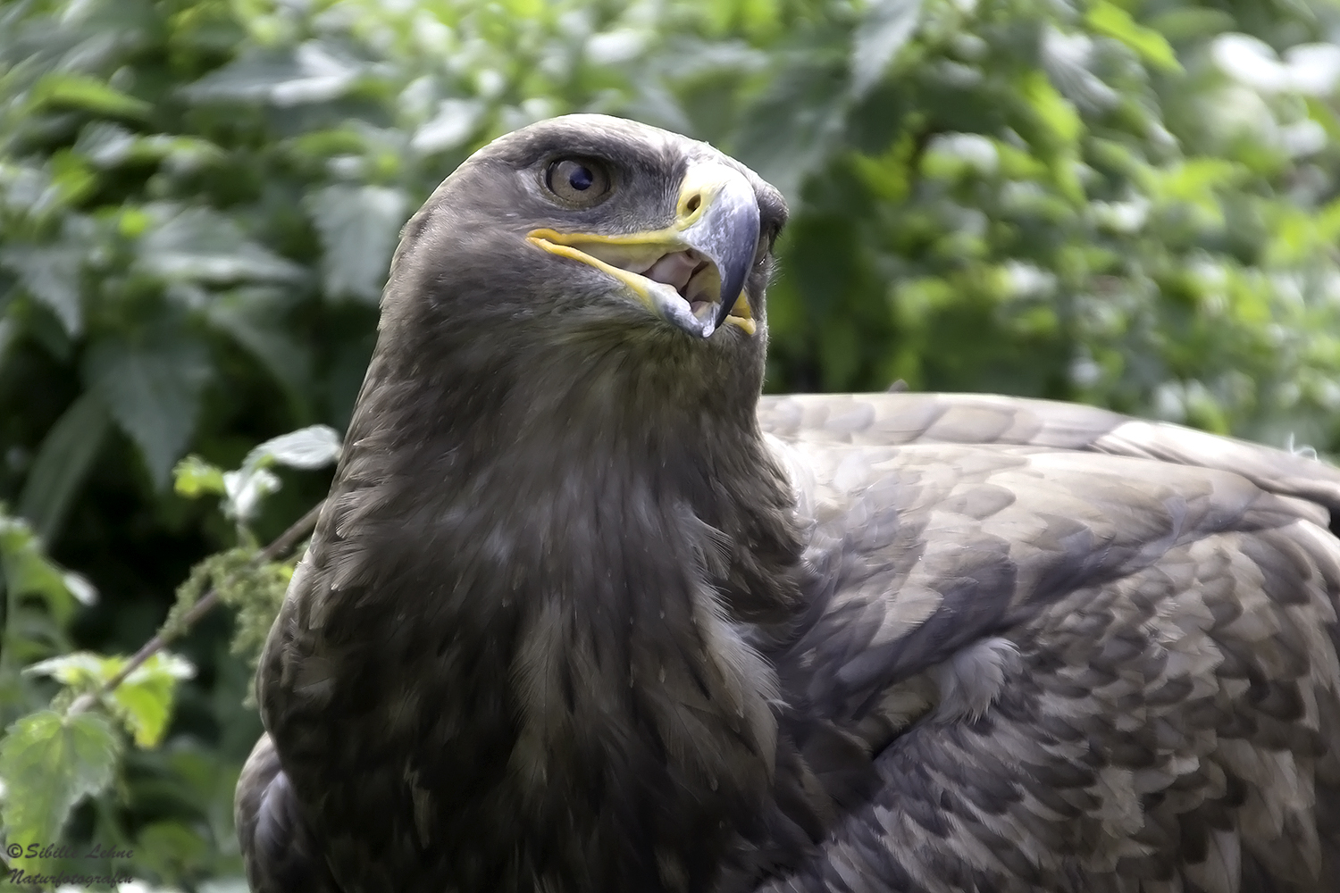 Ein stolzer Adler