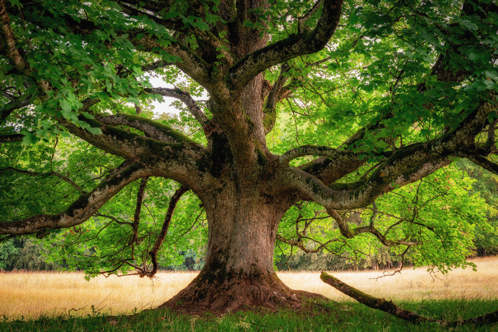 ...ein stolzer alter Baum