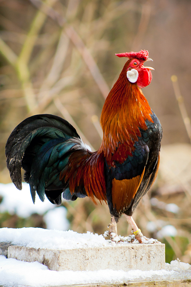 Ein stolzer Bantam-Hahn