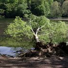 Ein stolzer Baum weniger