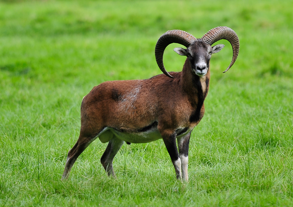 Ein stolzer Bock