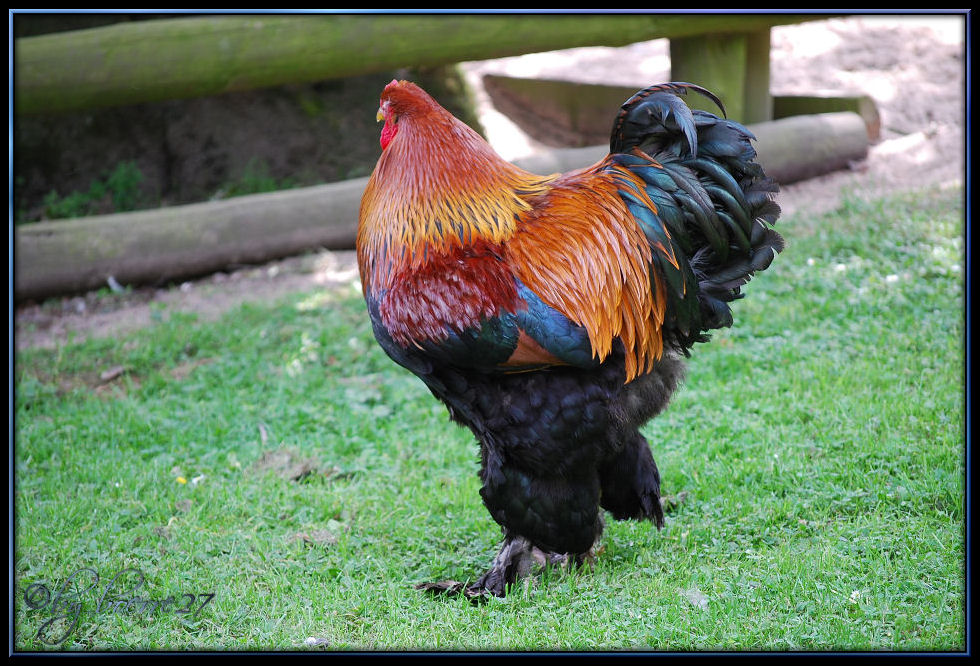 Ein stolzer Brahma-Hahn