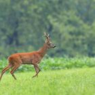 Ein stolzer braver Rehbock