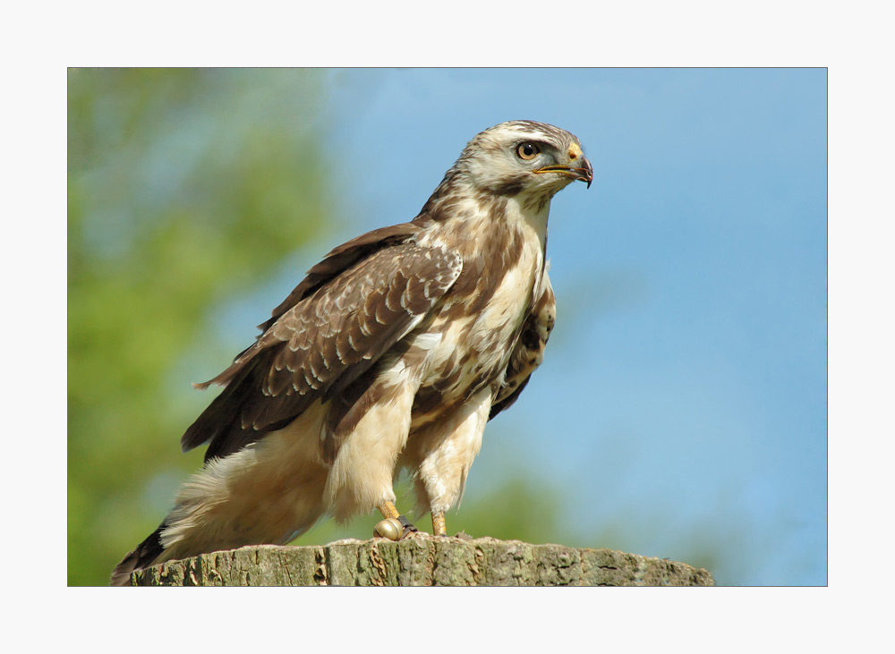 Ein stolzer Bussard