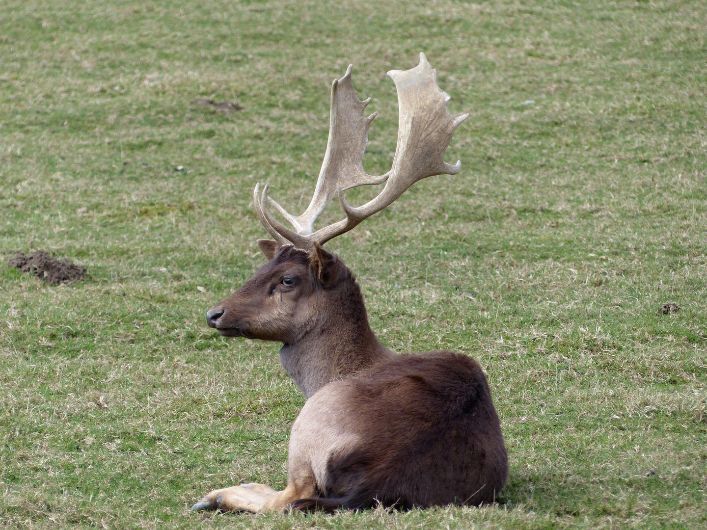 ein stolzer Damhirsch