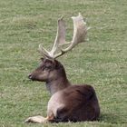 ein stolzer Damhirsch