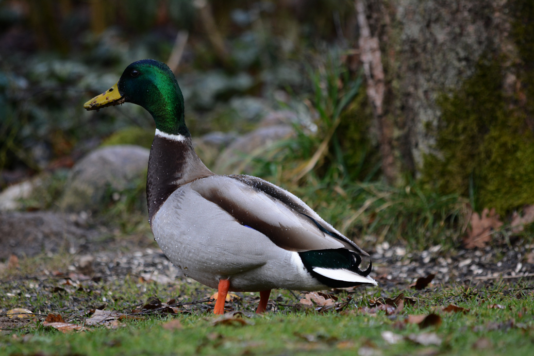 Ein stolzer Erpel vor meiner Wintervogelfütterung