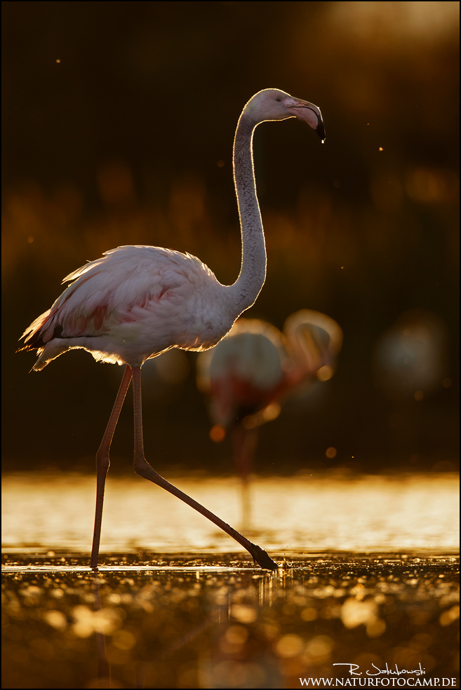 Ein stolzer Flamingo