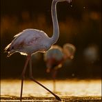 Ein stolzer Flamingo