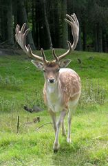 Ein stolzer Geweihträger er kündigt die herbstliche Brunftzeit an.