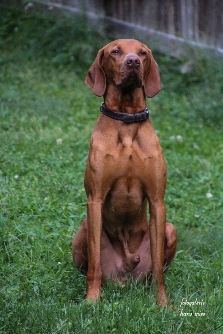 ein stolzer Hund