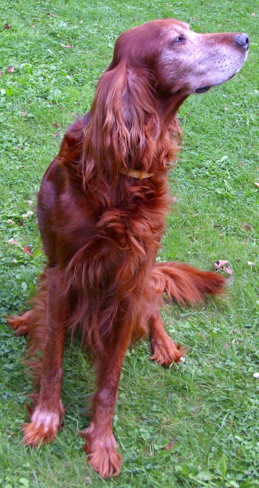 Ein stolzer Irish Red Setter