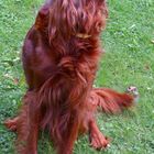 Ein stolzer Irish Red Setter