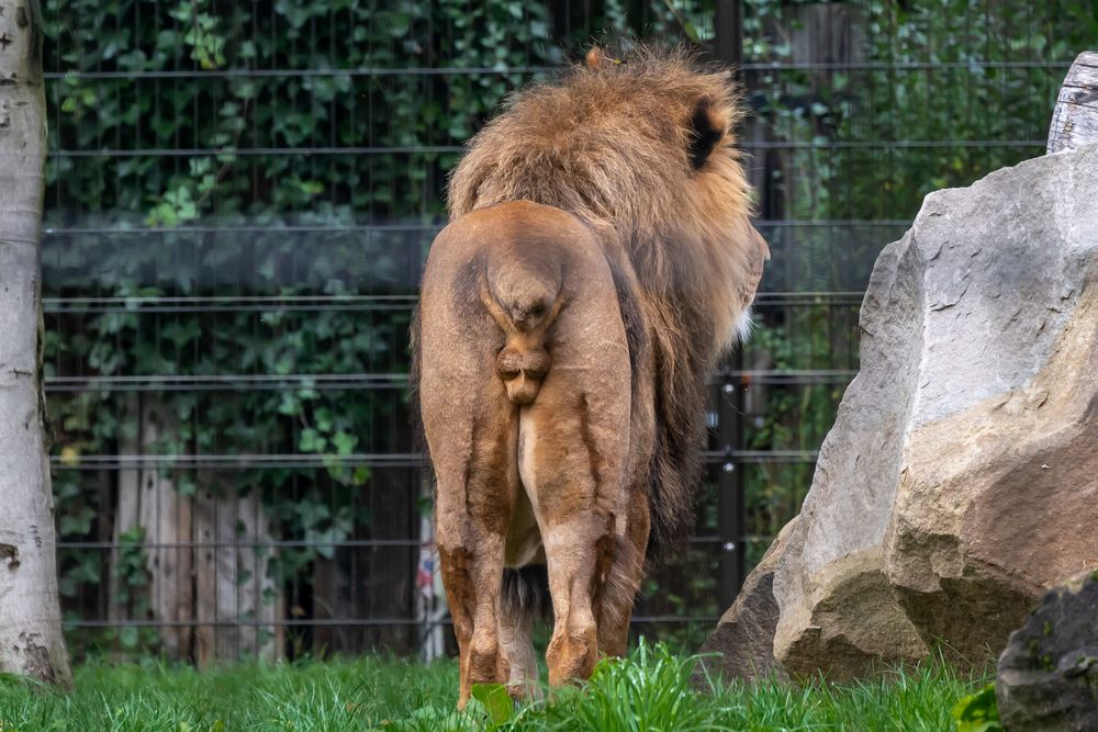 Ein stolzer Kerl