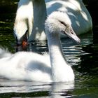 Ein stolzer kleiner Schwan 