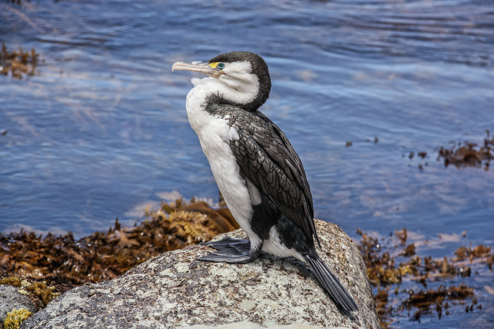 Ein stolzer Kormoran - Ostküste Neuseeland (Kaikoura)