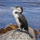 Ein stolzer Kormoran - Ostküste Neuseeland (Kaikoura)