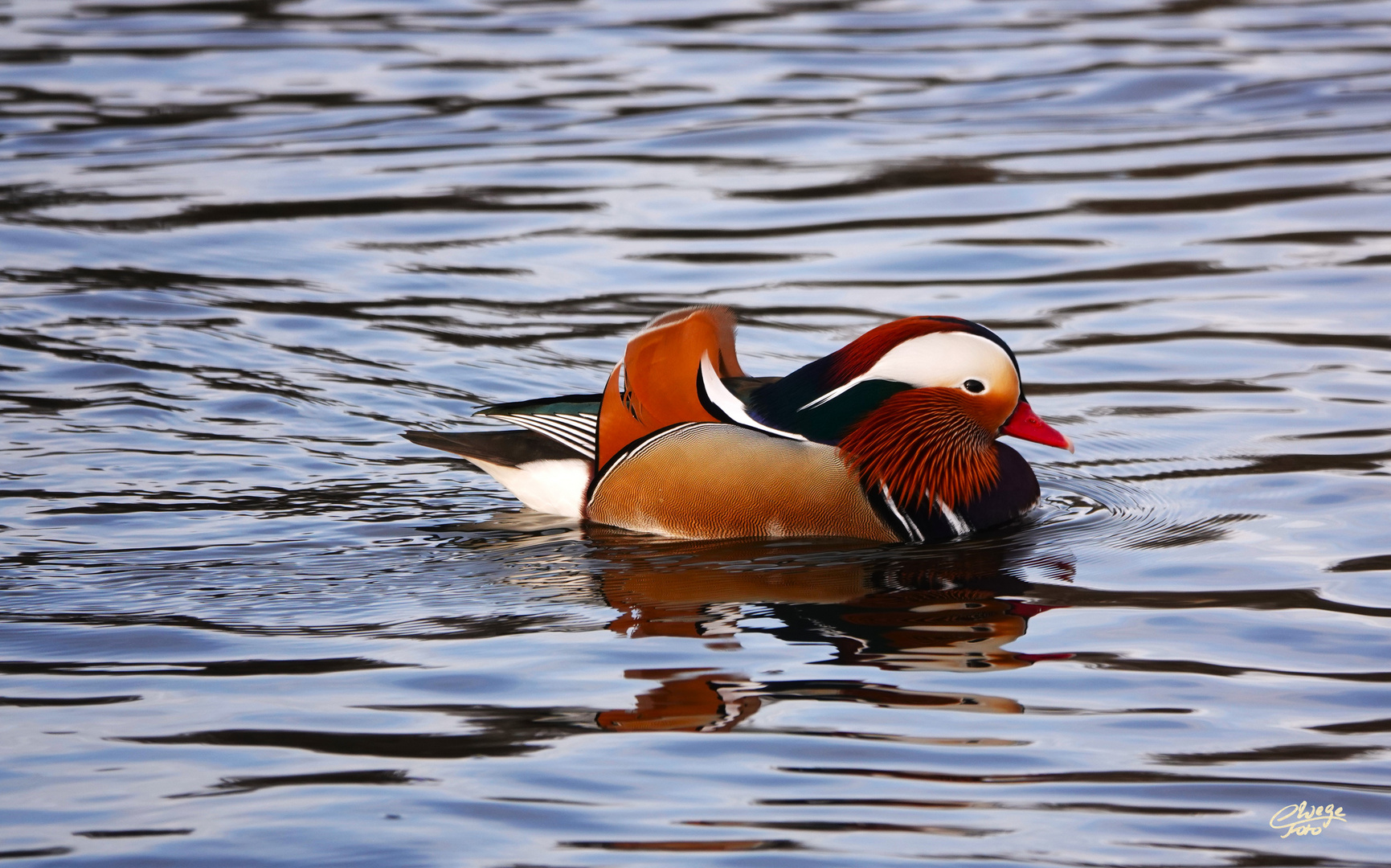 Ein stolzer Mandarin!