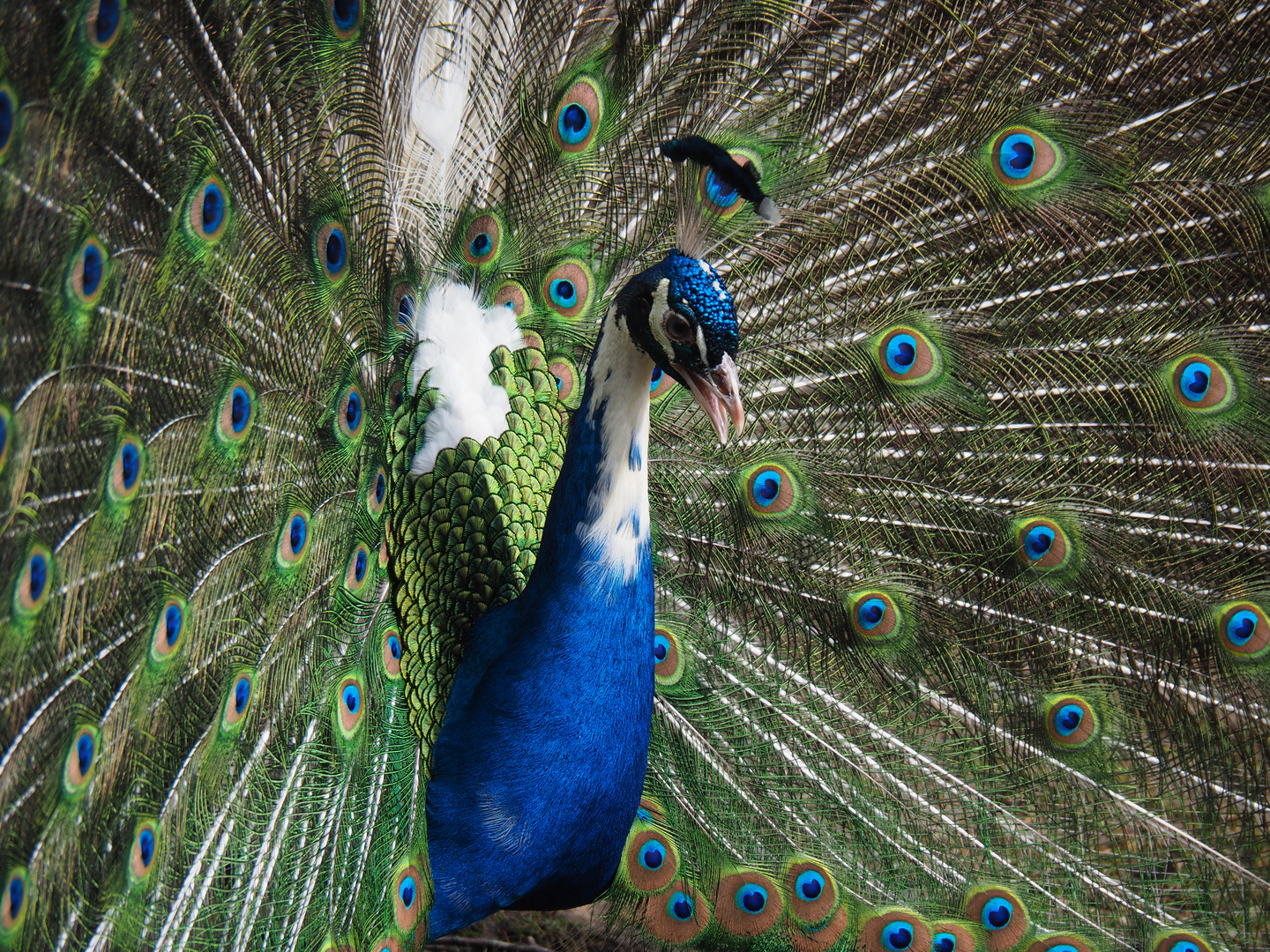 Ein stolzer Pfau