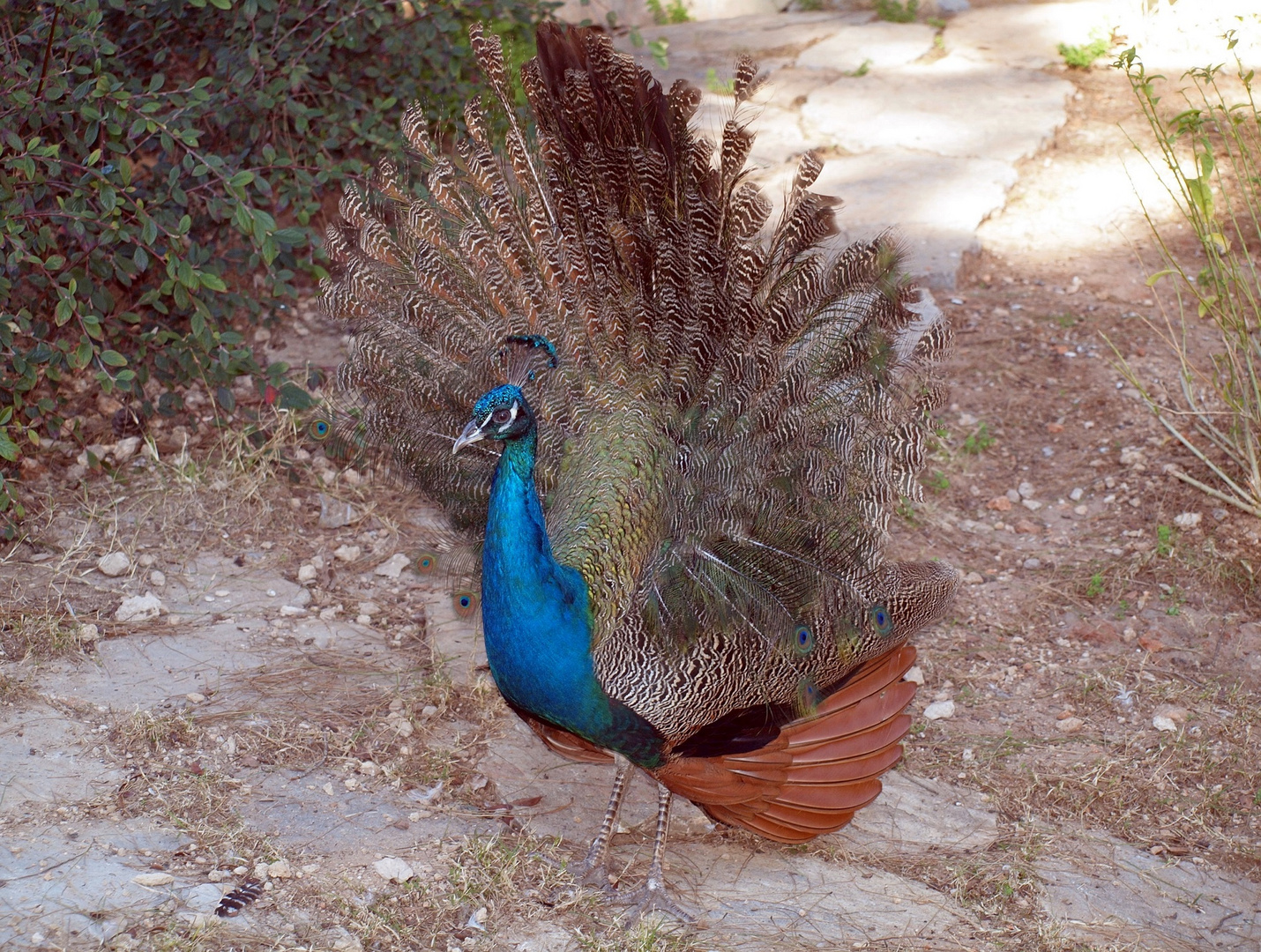 Ein stolzer Pfau