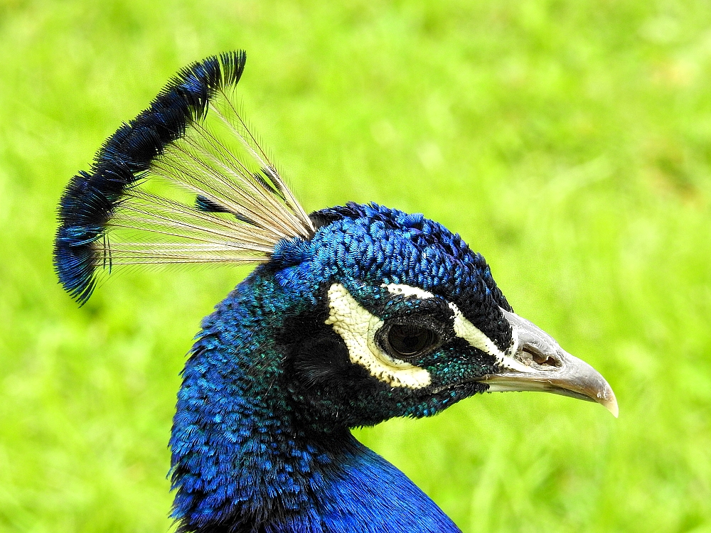 Ein stolzer Pfau 