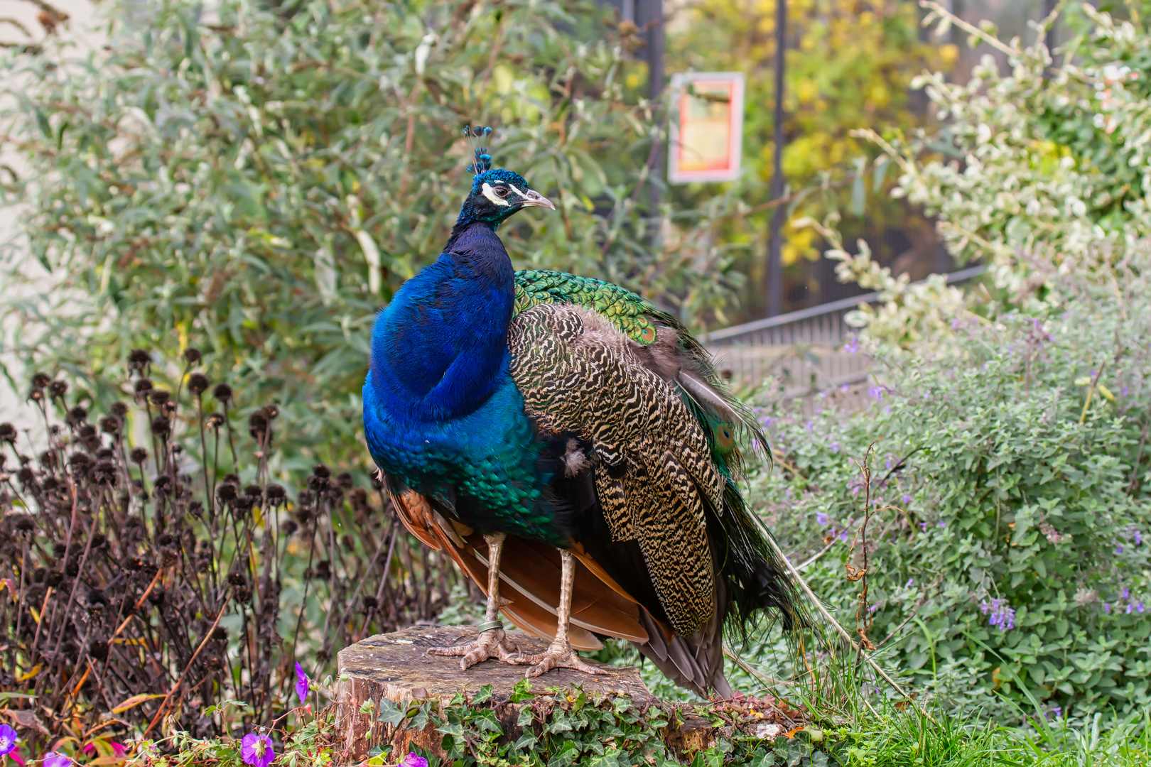 Ein stolzer Pfau