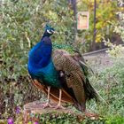 Ein stolzer Pfau