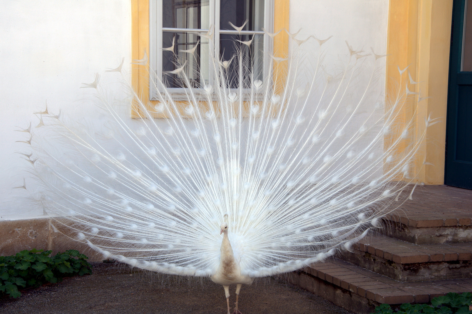 Ein stolzer Pfau....