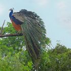 Ein stolzer Pfau