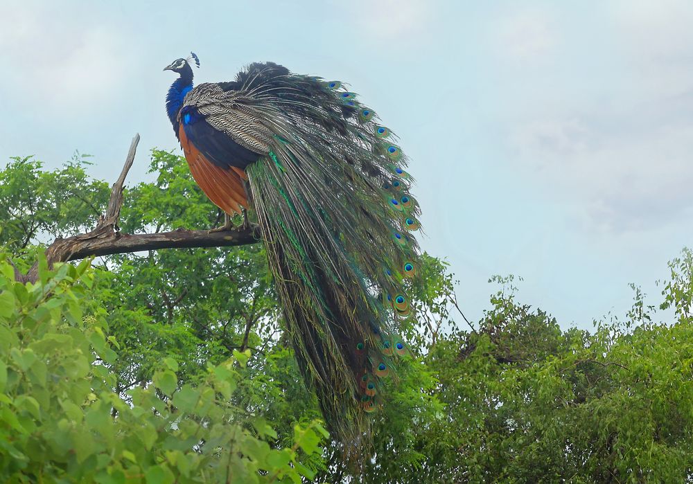 Ein stolzer Pfau