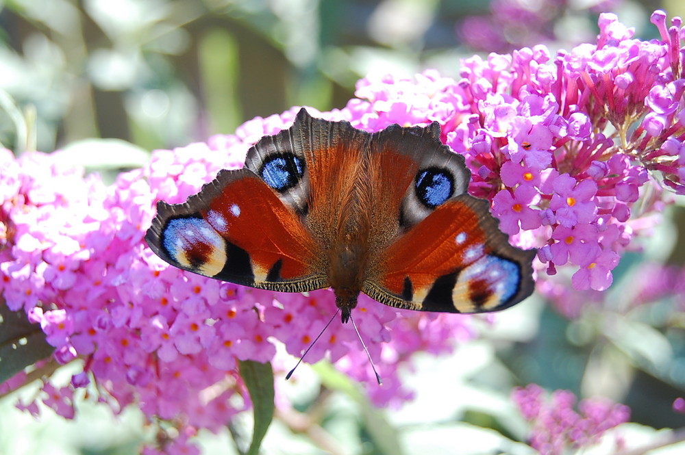 ein stolzer Schmetterling