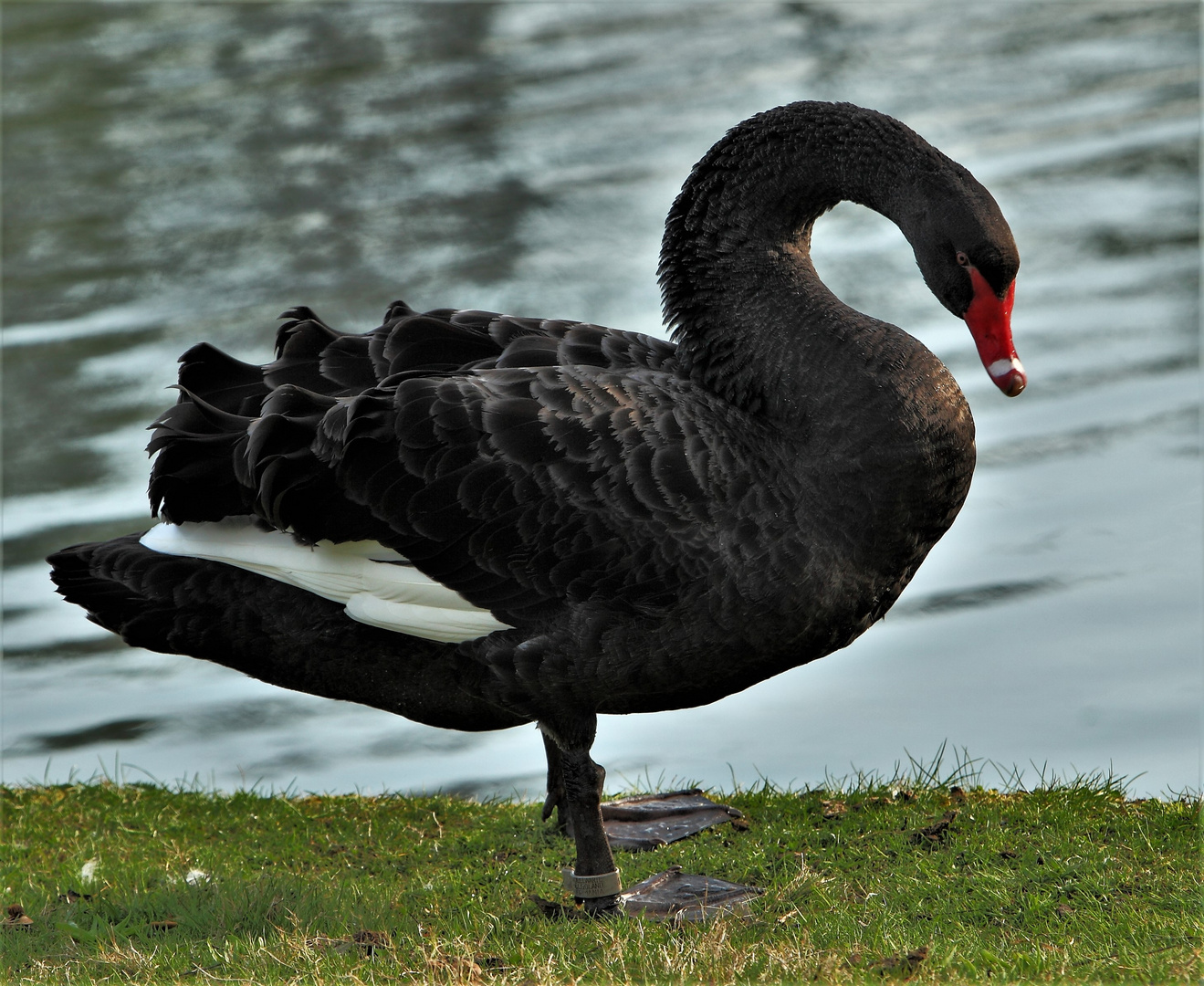 ein stolzer schöner Trauerschwan