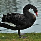 ein stolzer schöner Trauerschwan