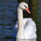 Ein stolzer Schwan