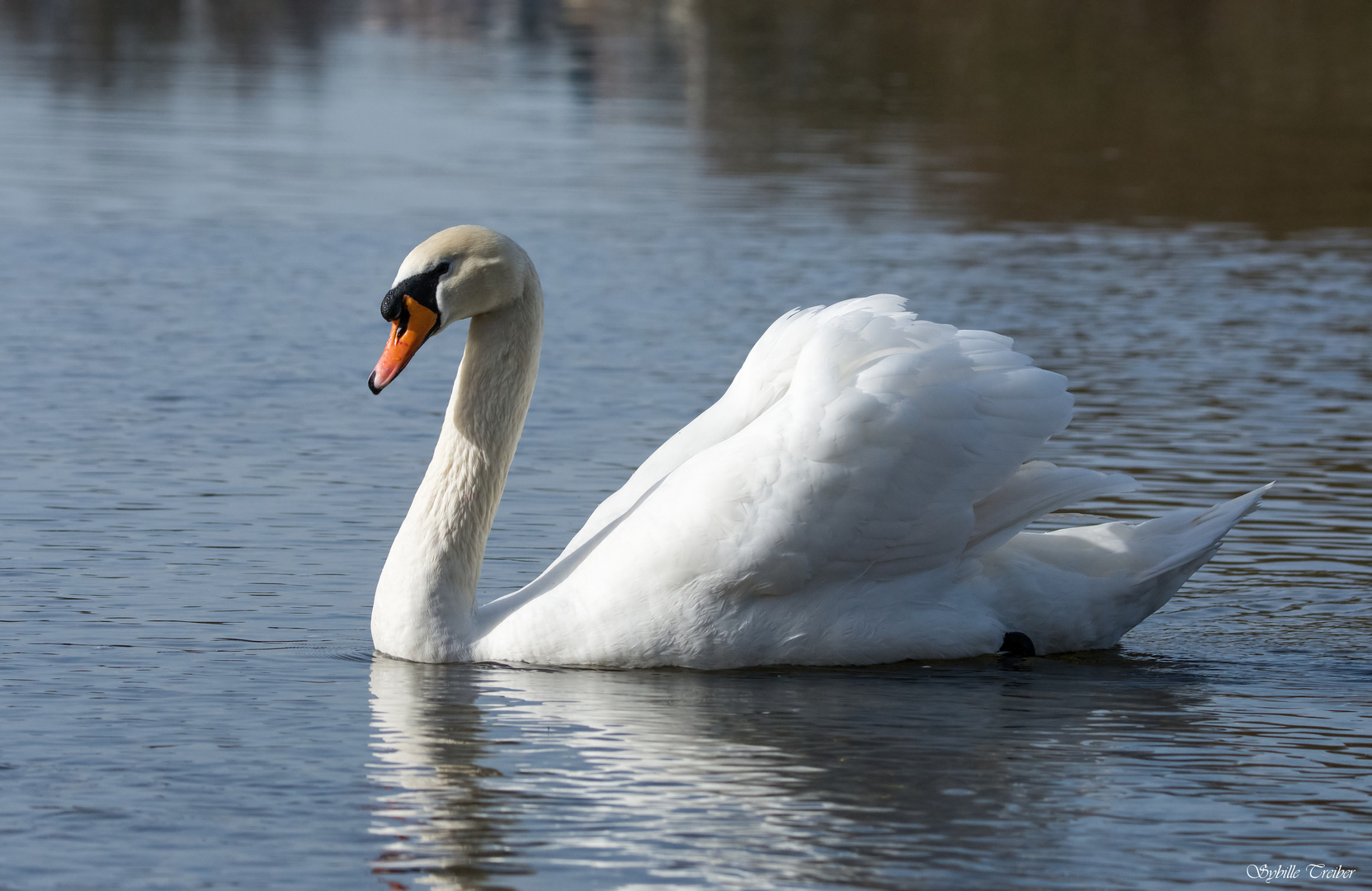 Ein stolzer Schwan