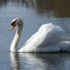 Ein stolzer Schwan