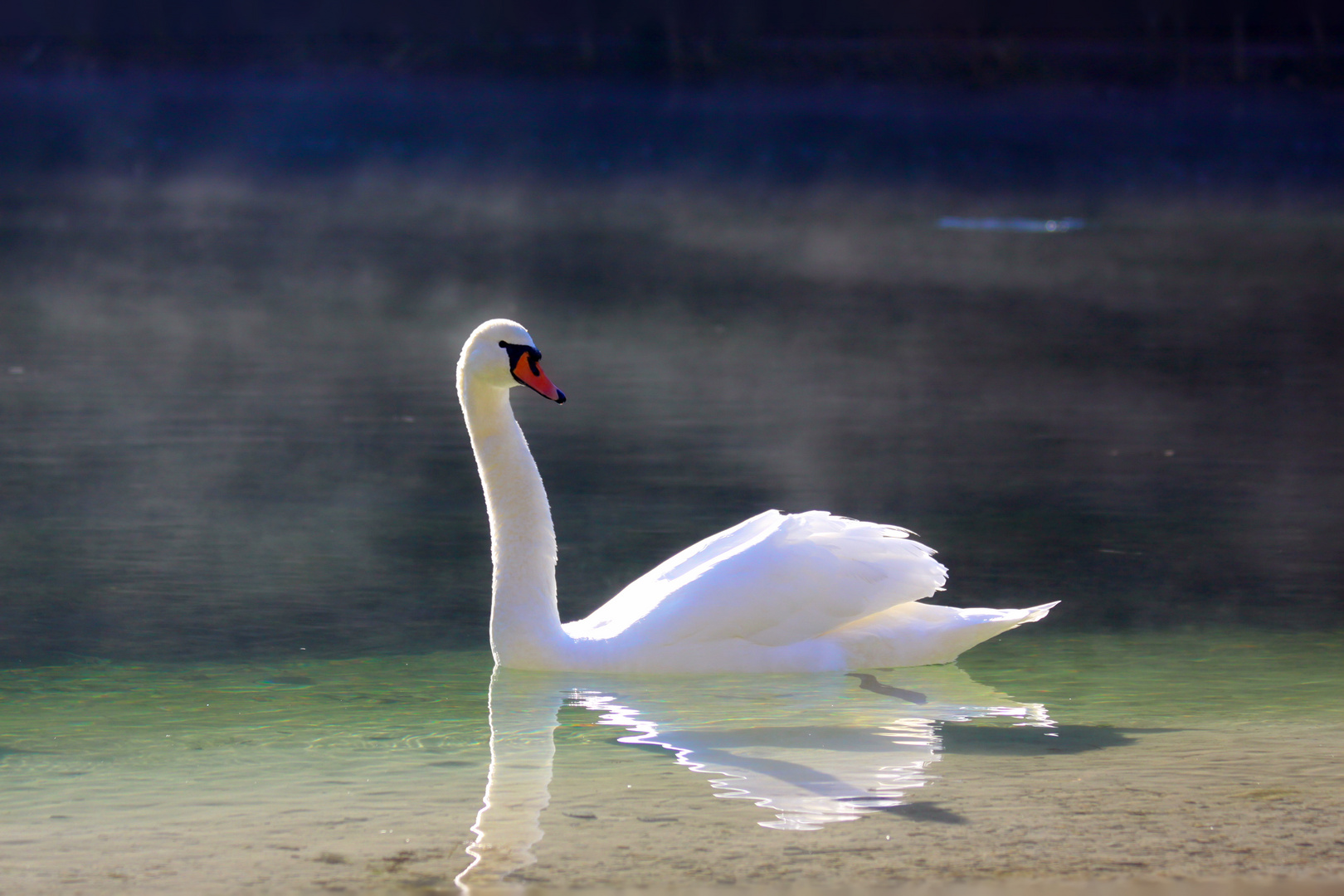 Ein stolzer Schwan ...