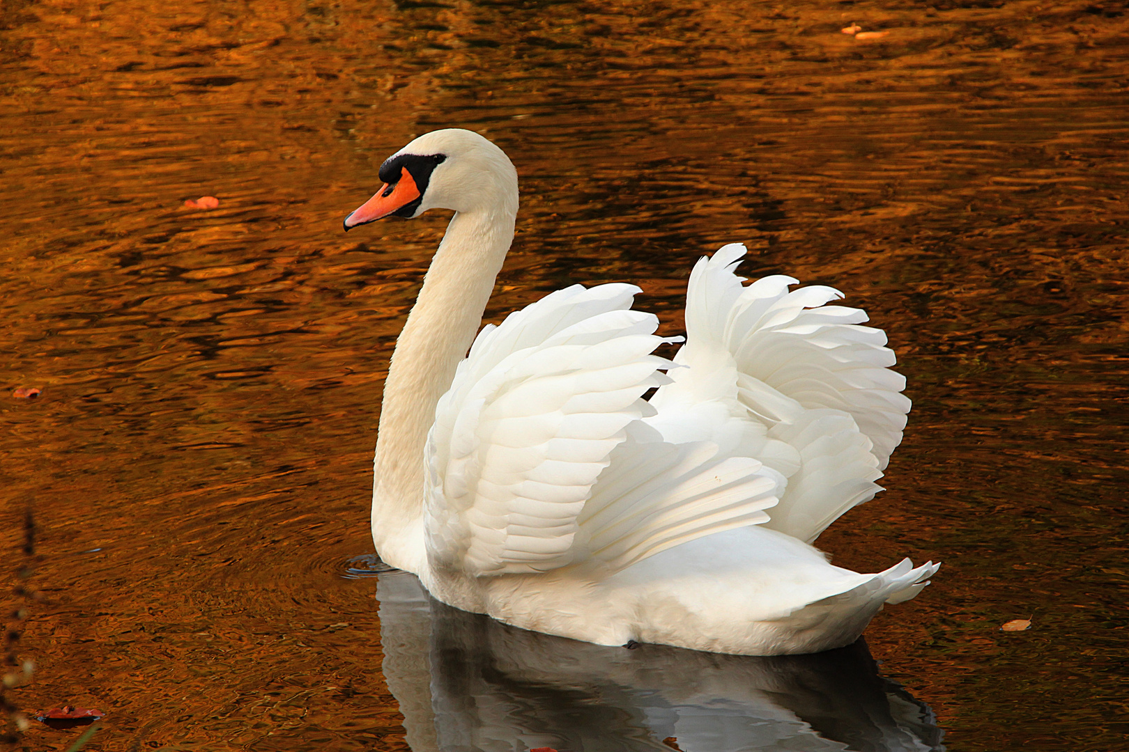 Ein stolzer Schwan...