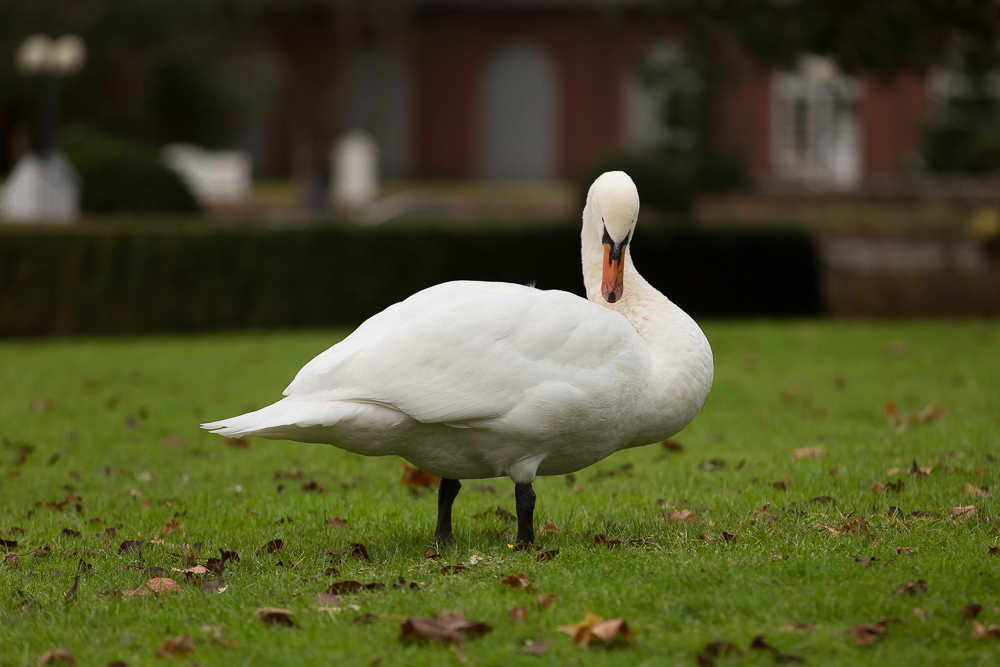 ein stolzer Schwan