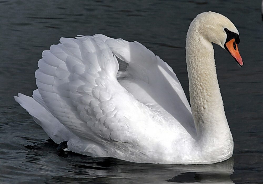 Ein stolzer Schwan