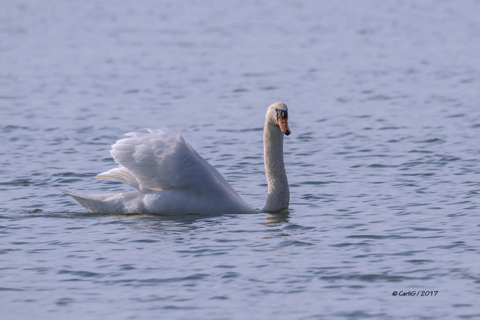 Ein Stolzer Schwan 427A8652