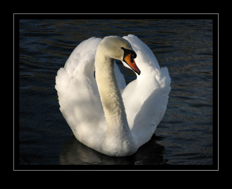 Ein stolzer Schwan