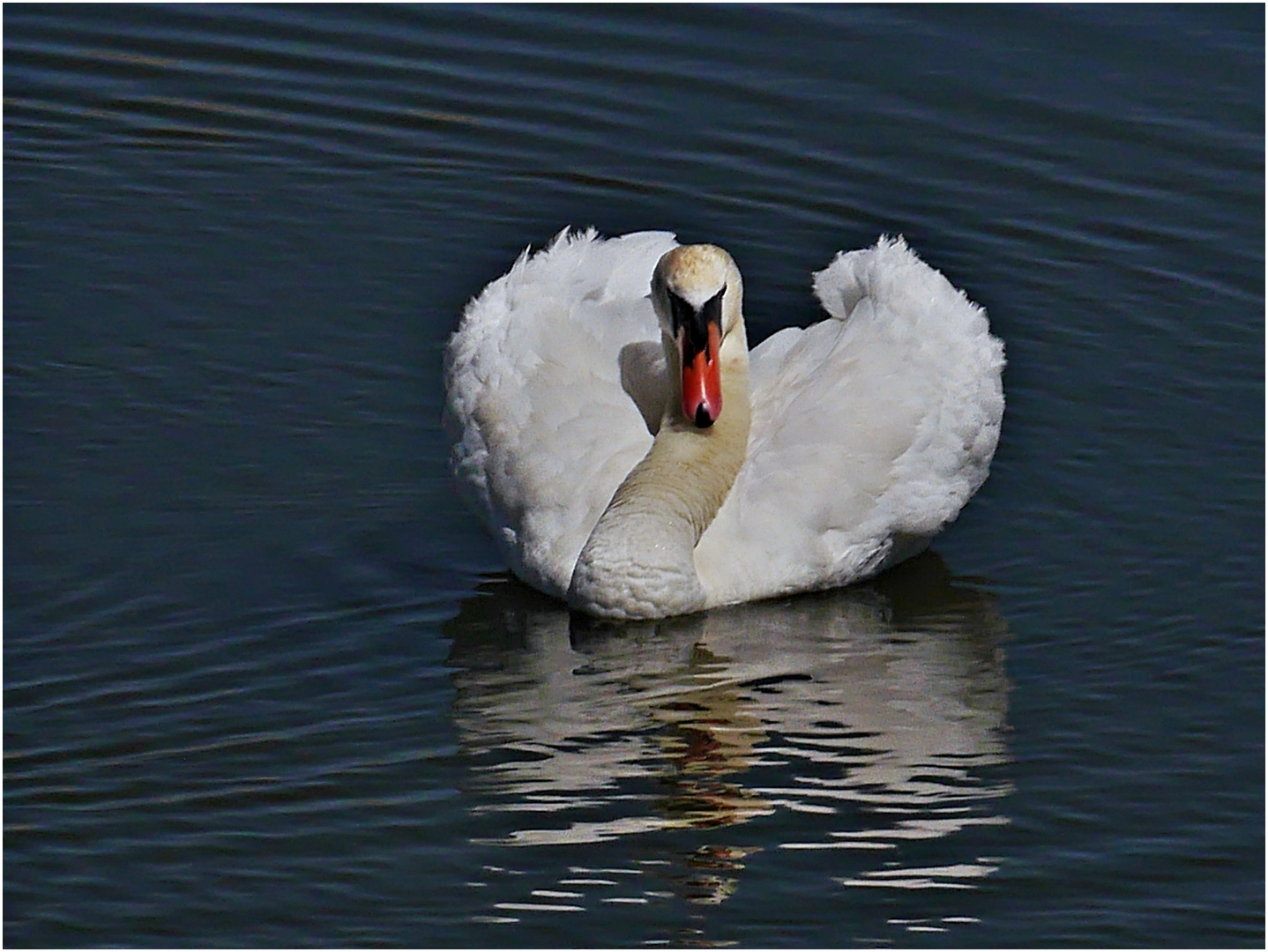 Ein stolzer Schwan