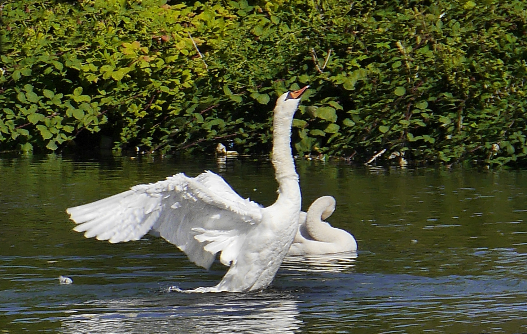 Ein stolzer Schwan