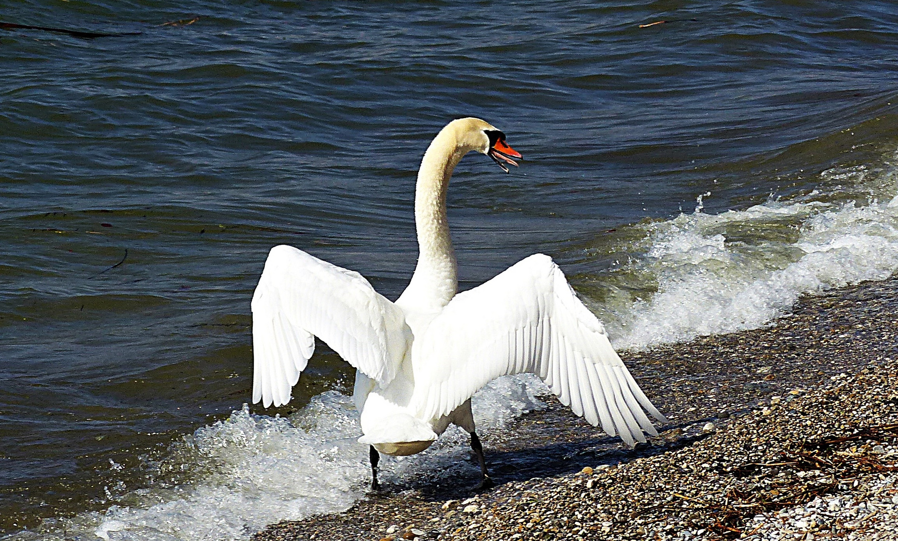 Ein stolzer Schwan