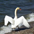 Ein stolzer Schwan