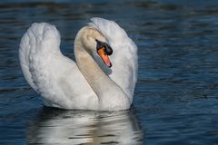 Ein stolzer Schwan