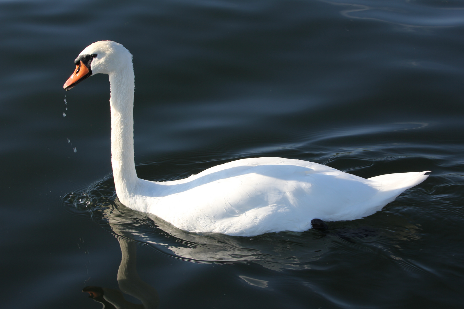 ein stolzer Schwan